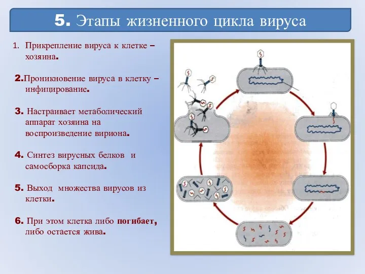 5. Этапы жизненного цикла вируса Прикрепление вируса к клетке –хозяина.