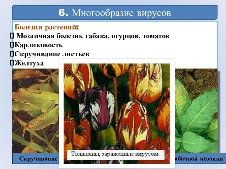 6. Многообразие вирусов Болезни растений: Мозаичная болезнь табака, огурцов, томатов