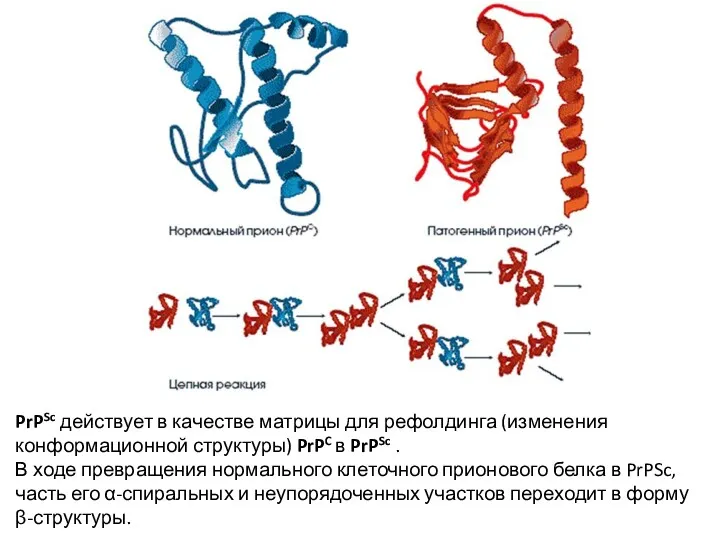 PrPSc действует в качестве матрицы для рефолдинга (изменения конформационной структуры)