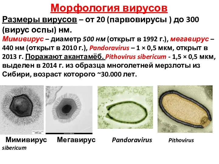 Морфология вирусов Размеры вирусов – от 20 (парвовирусы ) до
