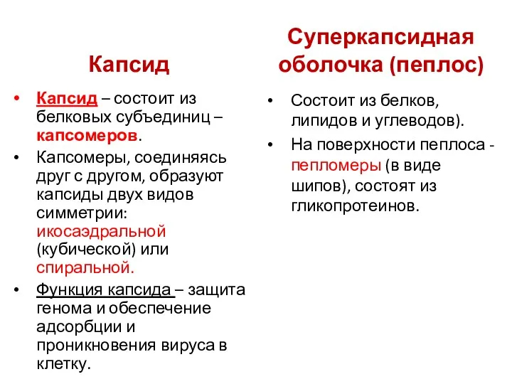 Капсид Капсид – состоит из белковых субъединиц – капсомеров. Капсомеры,