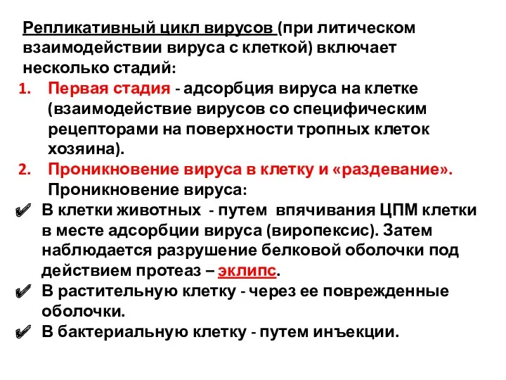 Репликативный цикл вирусов (при литическом взаимодействии вируса с клеткой) включает