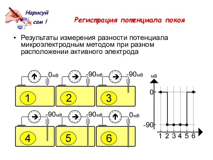 Регистрация потенциала покоя Результаты измерения разности потенциала микроэлектродным методом при разном расположении активного электрода