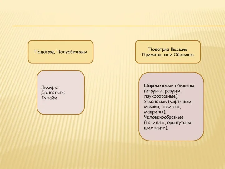 Лемуры Долгопяты Тупайи Широконосые обезьяны (игрунки, ревуны, паукообразные); Узконосые (мартышки,