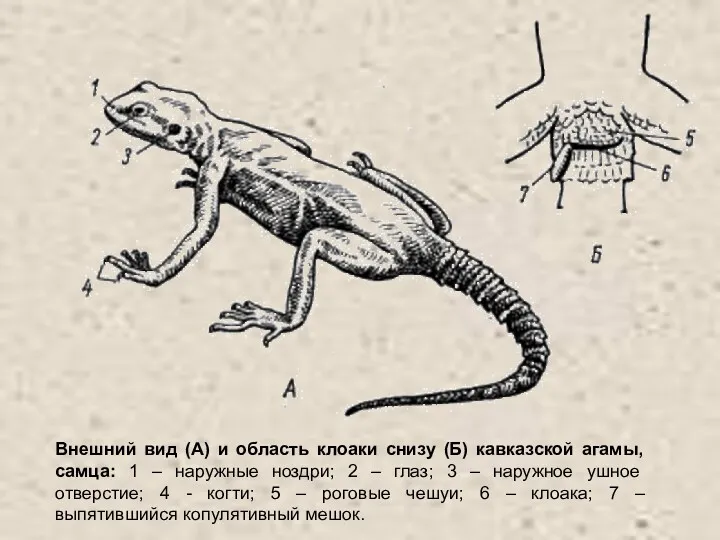 Внешний вид (А) и область клоаки снизу (Б) кавказской агамы,