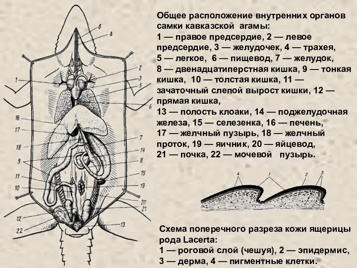 Схема поперечного разреза кожи ящерицы рода Lacerta: 1 — роговой