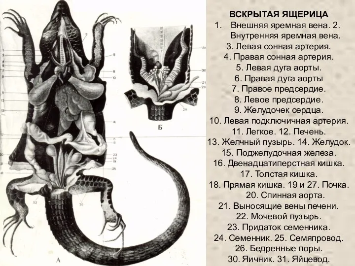 ВСКРЫТАЯ ЯЩЕРИЦА Внешняя яремная вена. 2.Внутренняя яремная вена. 3. Левая