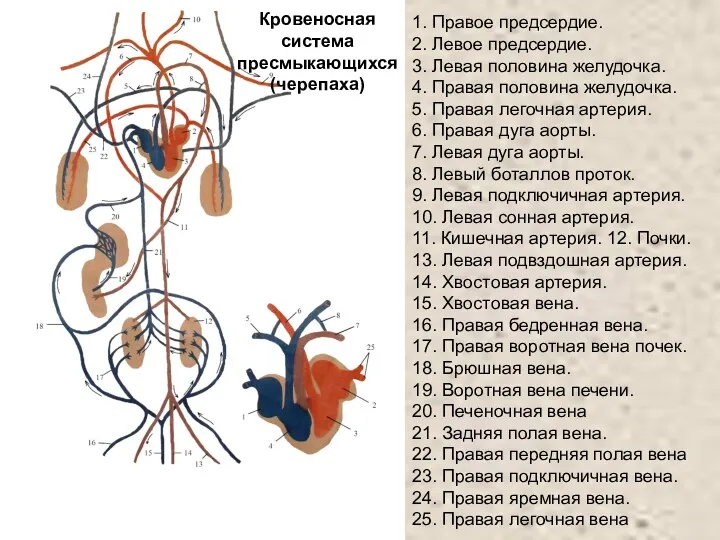 1. Правое предсердие. 2. Левое предсердие. 3. Левая половина желудочка.