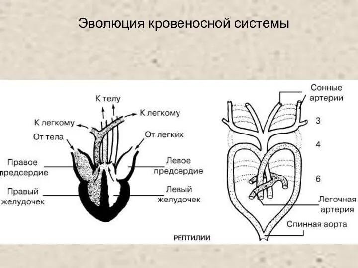 Эволюция кровеносной системы