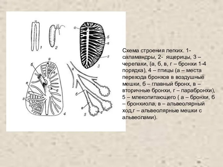 Схема строения легких. 1-саламандры, 2- ящерицы, 3 – черепахи, (а,