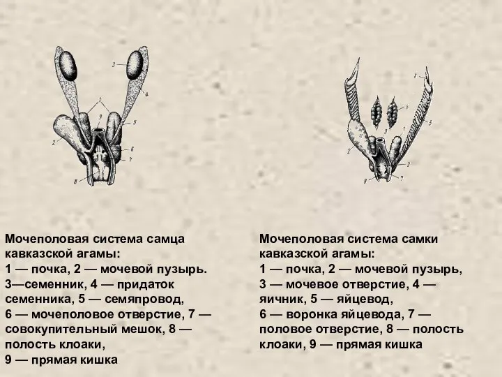 Мочеполовая система самца кавказской агамы: 1 — почка, 2 —