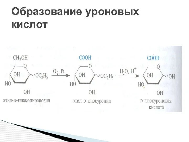 Образование уроновых кислот