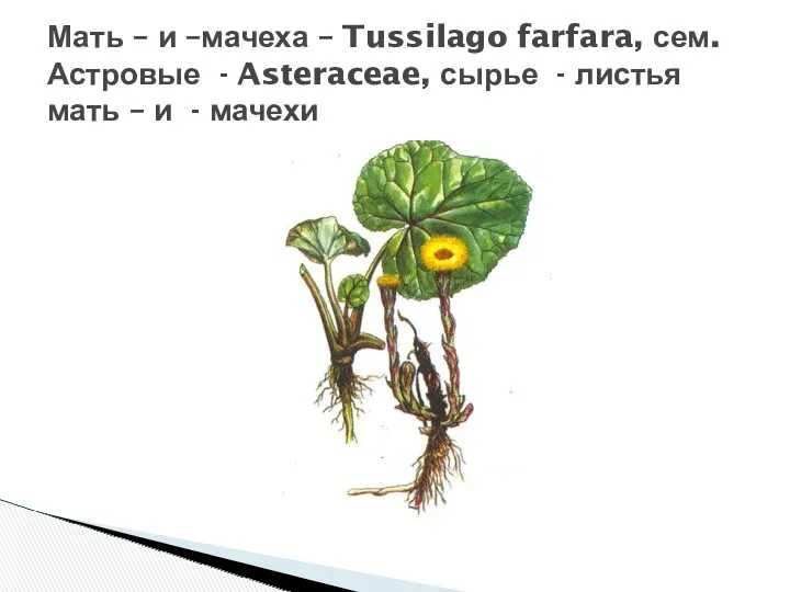 Мать – и –мачеха – Tussilago farfara, сем. Астровые -