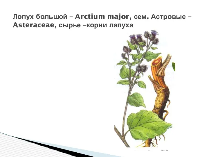 Лопух большой – Arctium major, сем. Астровые – Asteraceae, сырье –корни лапуха