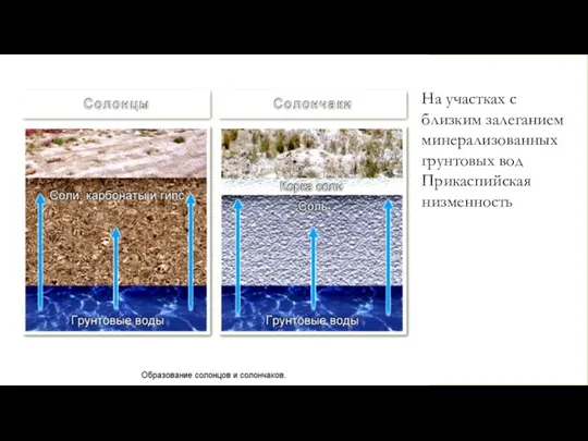 На участках с близким залеганием минерализованных грунтовых вод Прикаспийская низменность