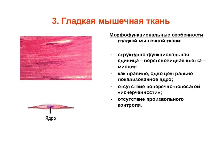 3. Гладкая мышечная ткань Морфофункциональные особенности гладкой мышечной ткани: структурно-функциональная