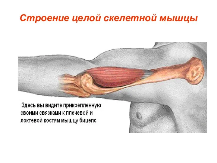 Строение целой скелетной мышцы