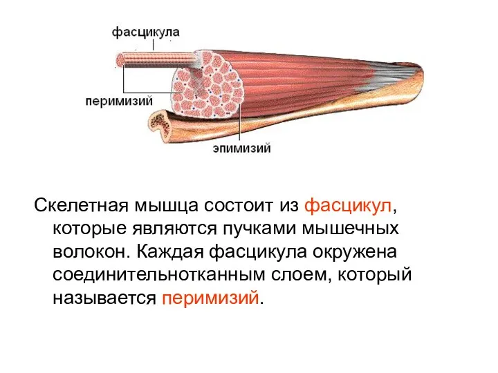 Скелетная мышца состоит из фасцикул, которые являются пучками мышечных волокон. Каждая фасцикула окружена