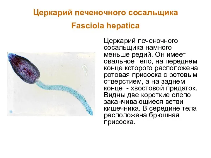 Церкарий печеночного сосальщика Fasciola hepatica Церкарий печеночного сосальщика намного меньше