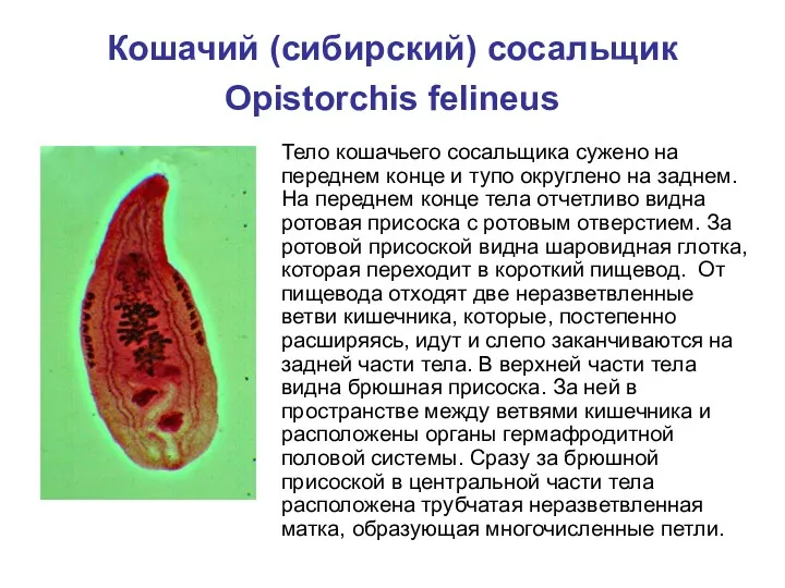 Кошачий (сибирский) сосальщик Opistorchis felineus Тело кошачьего сосальщика сужено на