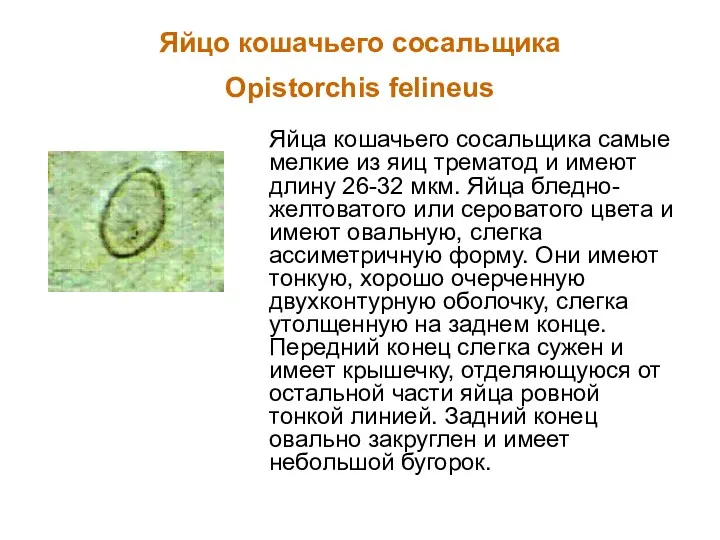 Яйцо кошачьего сосальщика Opistorchis felineus Яйца кошачьего сосальщика самые мелкие