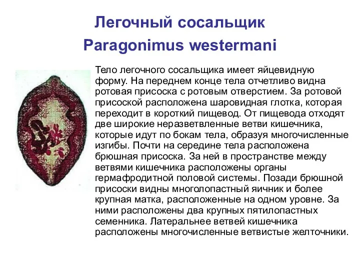 Легочный сосальщик Paragonimus westermani Тело легочного сосальщика имеет яйцевидную форму.