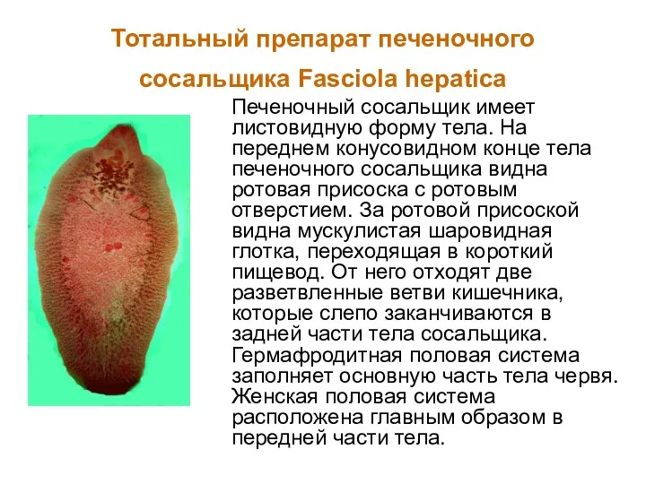 Тотальный препарат печеночного сосальщика Fasciola hepatica Печеночный сосальщик имеет листовидную