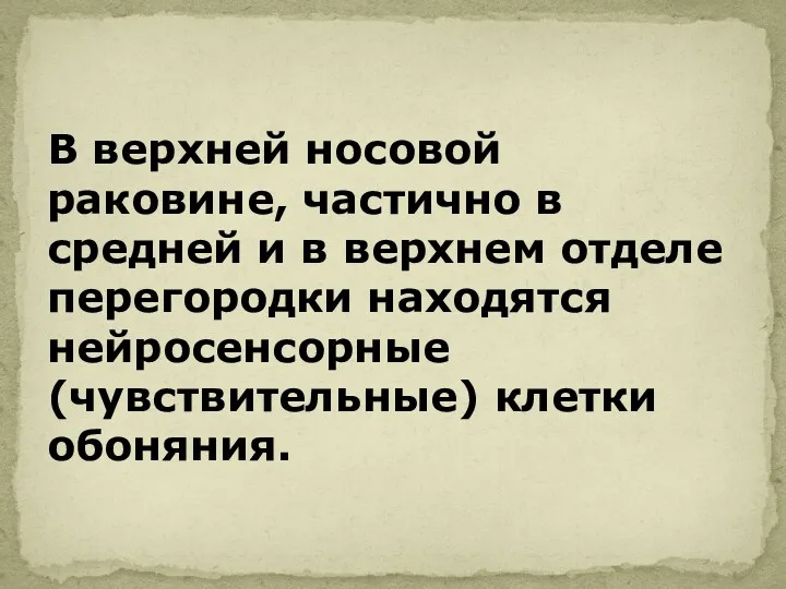 В верхней носовой раковине, частично в средней и в верхнем