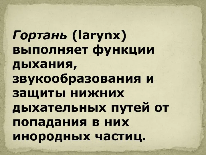 Гортань (larynx) выполняет функции дыхания, звукообразования и защиты нижних дыхательных