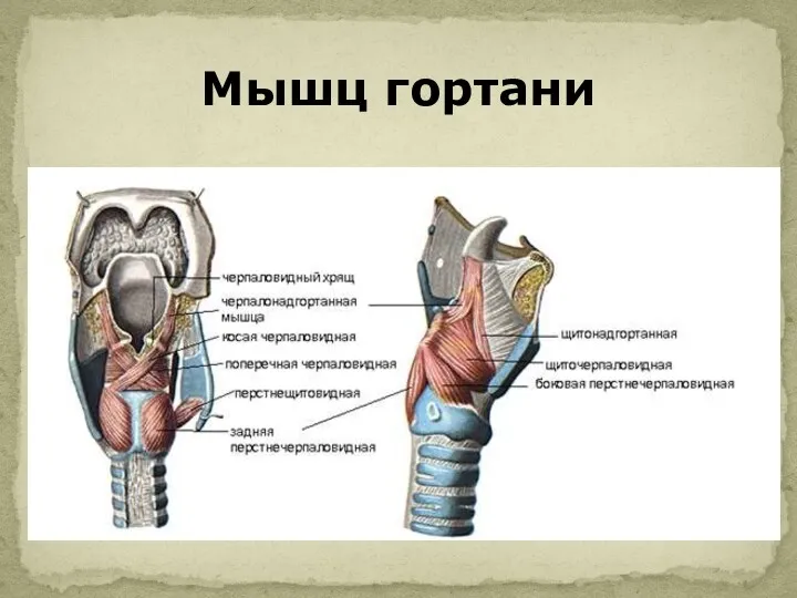 Мышц гортани