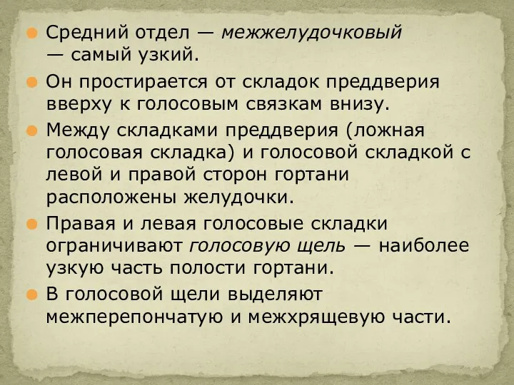 Средний отдел — межжелудочковый — самый узкий. Он простирается от