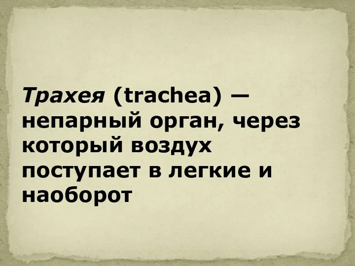 Трахея (trachea) — непарный орган, через который воздух поступает в легкие и наоборот