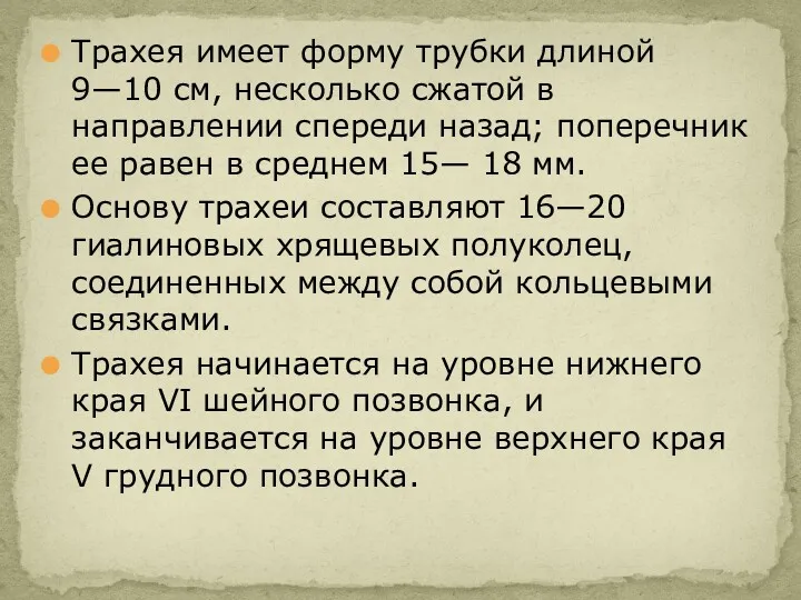 Трахея имеет форму трубки длиной 9—10 см, несколько сжатой в