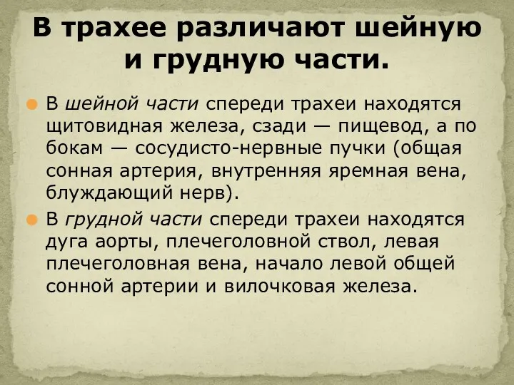 В шейной части спереди трахеи находятся щитовидная железа, сзади —