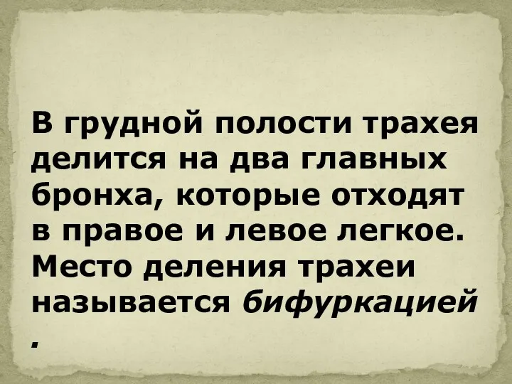 В грудной полости трахея делится на два главных бронха, которые