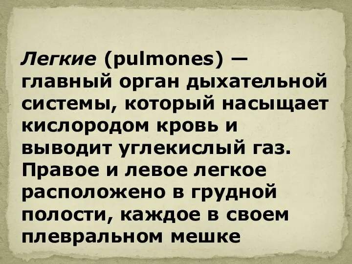 Легкие (pulmones) — главный орган дыхательной системы, который насыщает кислородом