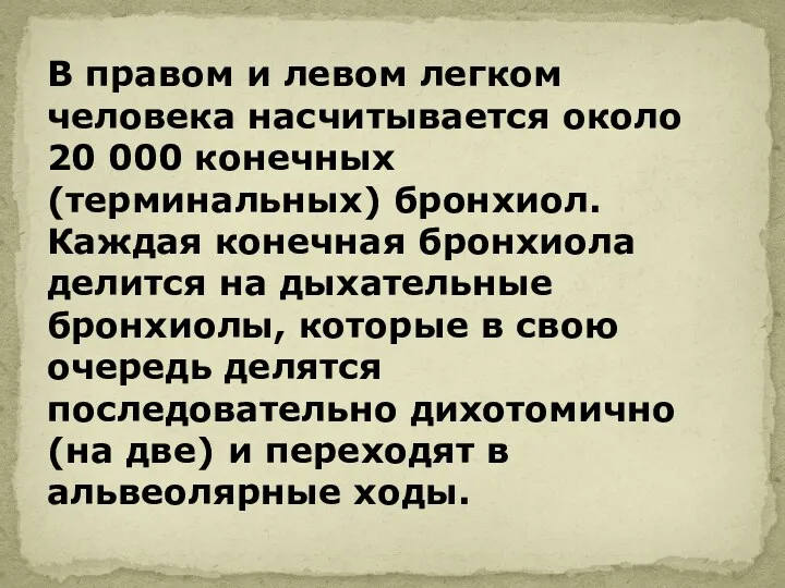 В правом и левом легком человека насчитывается около 20 000