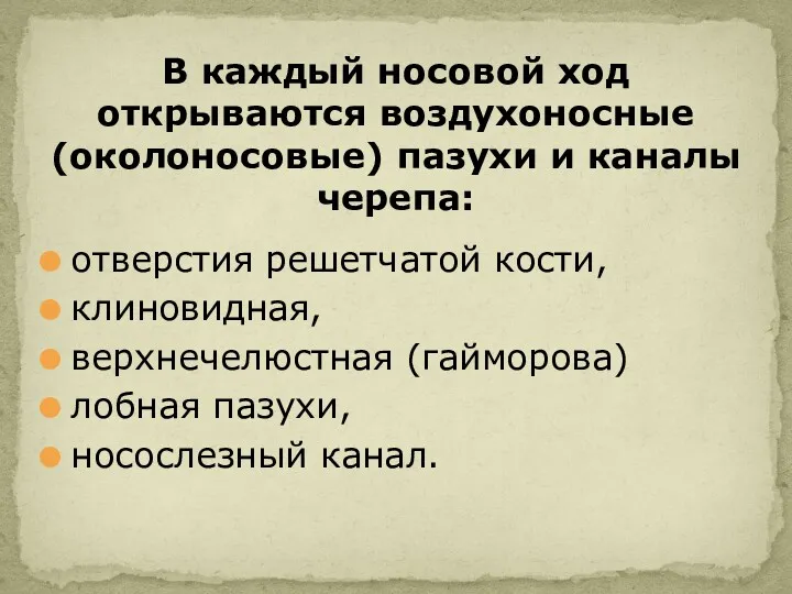 отверстия решетчатой кости, клиновидная, верхнечелюстная (гайморова) лобная пазухи, носослезный канал.