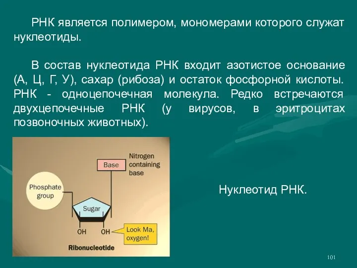 РНК является полимером, мономерами которого служат нуклеотиды. В состав нуклеотида