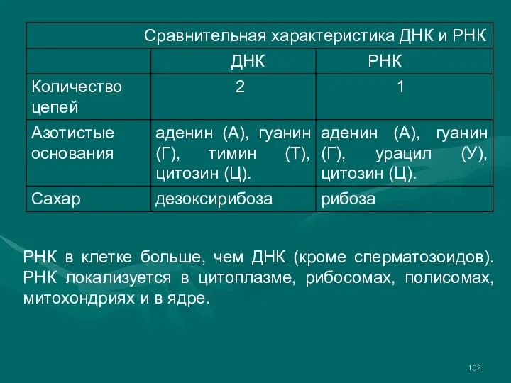 РНК в клетке больше, чем ДНК (кроме сперматозоидов). РНК локализуется