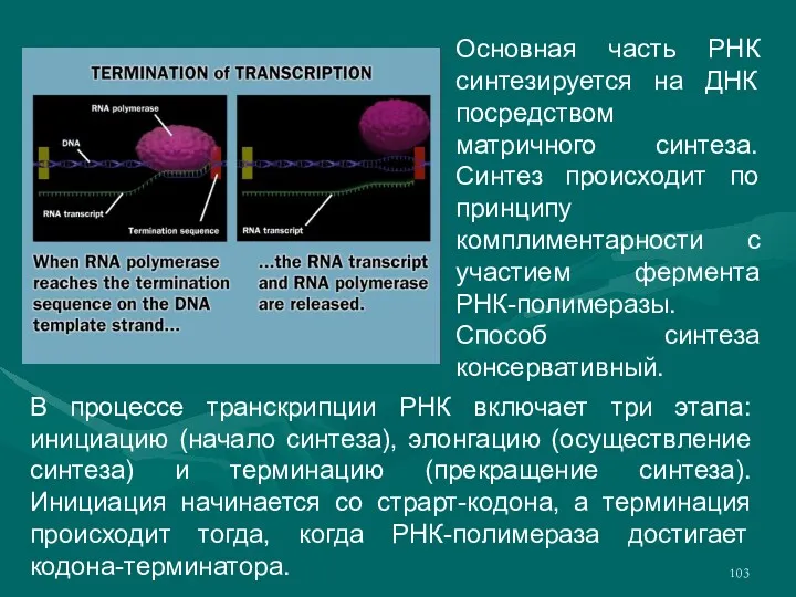 Основная часть РНК синтезируется на ДНК посредством матричного синтеза. Синтез