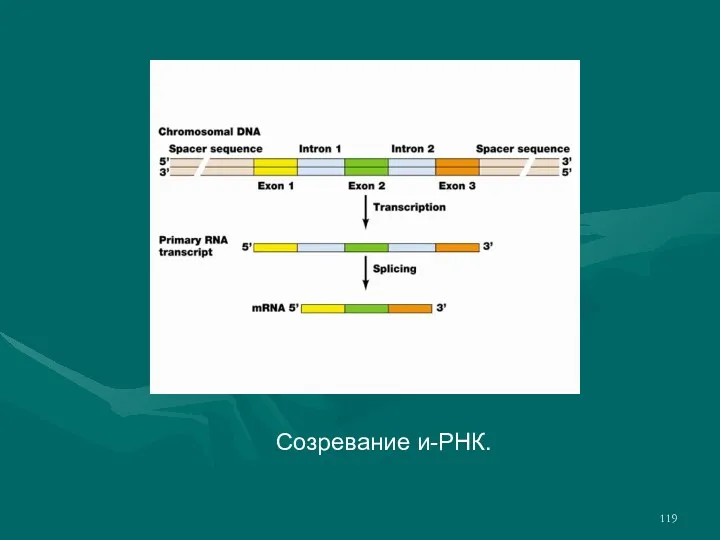 Созревание и-РНК.