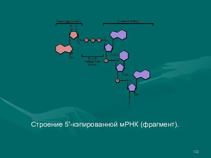 Строение 5'-кэпированной мРНК (фрагмент).