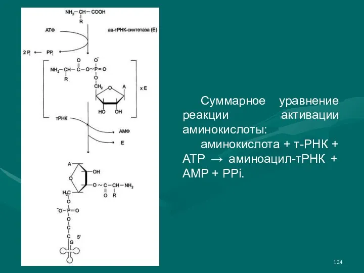 Суммарное уравнение реакции активации аминокислоты: аминокислота + т-РНК + ATP → аминоацил-тРНК + AMP + PPi.