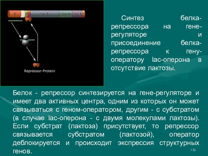 Белок - репрессор синтезируется на гене-регуляторе и имеет два активных