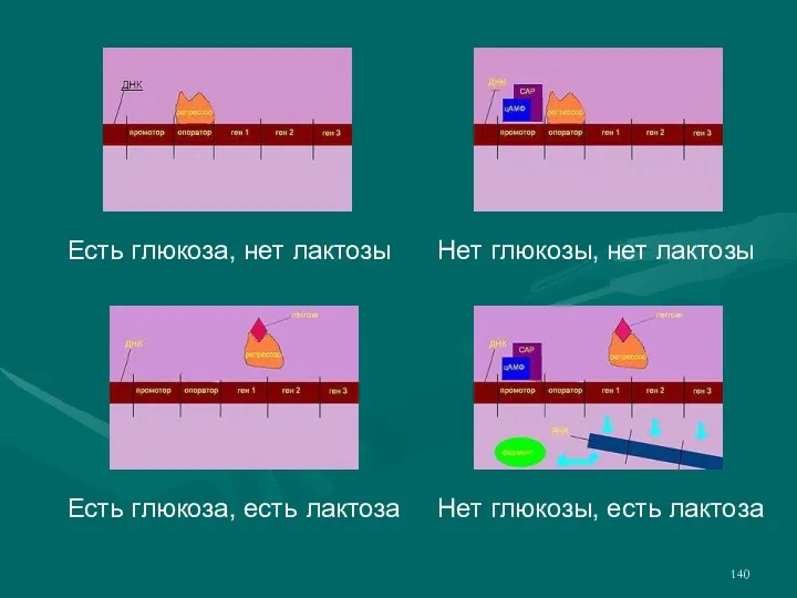 Есть глюкоза, нет лактозы Есть глюкоза, есть лактоза Нет глюкозы, нет лактозы Нет глюкозы, есть лактоза