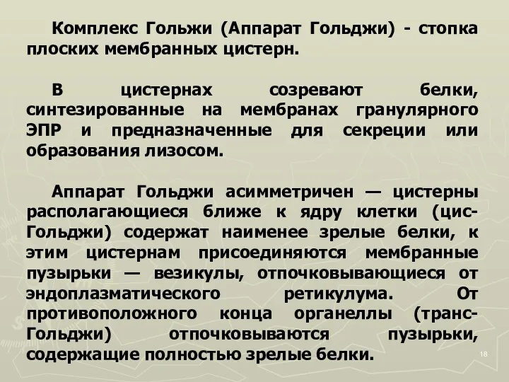 Комплекс Гольжи (Аппарат Гольджи) - стопка плоских мембранных цистерн. В