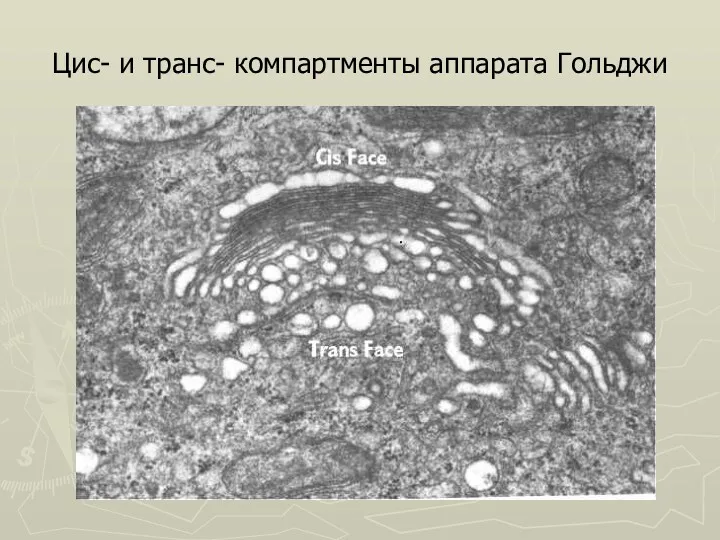 Цис- и транс- компартменты аппарата Гольджи