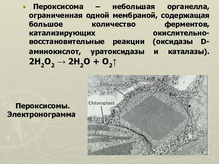 Пероксисома – небольшая органелла, ограниченная одной мембраной, содержащая большое количество