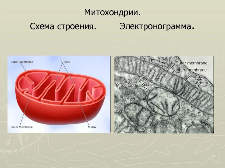 Митохондрии. Схема строения. Электронограмма.